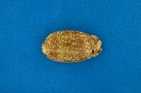 藏品(花枕寶螺)的圖片